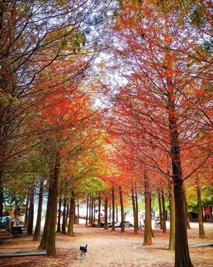 南投落羽松森林